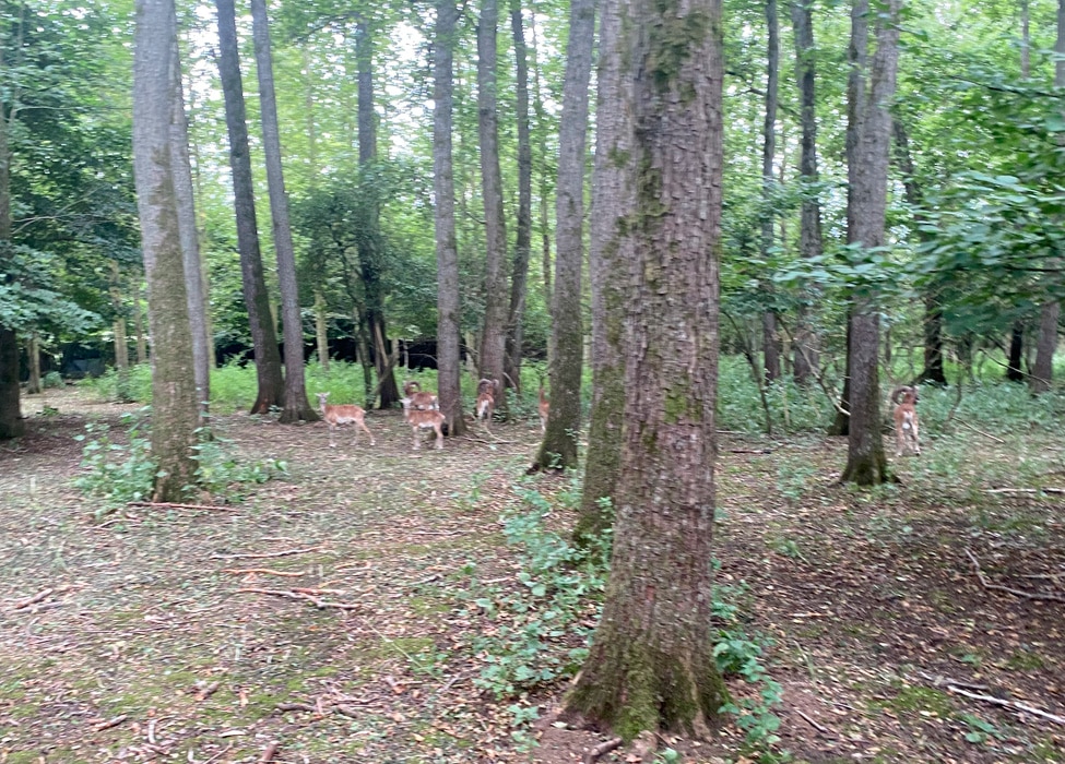 Gite de groupe avec étang de pêche