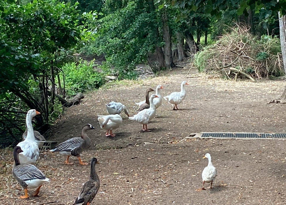 Gite de groupe avec étang de pêche